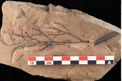 Foto (Detailansicht) von Sphaeria mediterranea Ettingshausen (NHMW-GEO-2024-0188-0027)